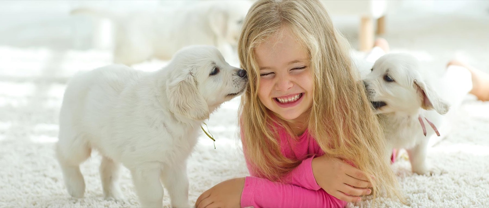 Child and two white puppies on a freshly cleaned white carpet cleaned by BJ Carpet Cleaning in Whangārei